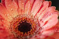 Lachs-Rosa-Gerbera