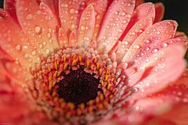 Lachs-Rosa-Gerbera von Arjen Uijttenboogaart