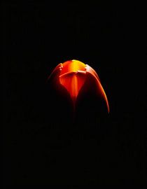 „Ember Tulip VIIl“ von Ember Bloom