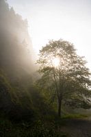 Nebliger Morgen in den Bergen