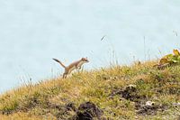 Ermine