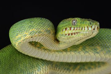 Groene Hondskopboa (Corallus caninus) van Ronald Pol