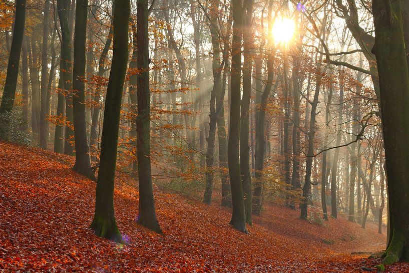 Beukenbomen en zonnestralen in de herfst van Maarten Pietersma