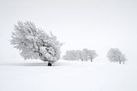 Windstralen in het Schauinsland