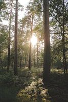 Sonnenuntergang im Wald