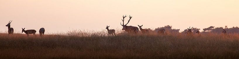 Edelherten in de bronsttijd by Evert Jan Kip