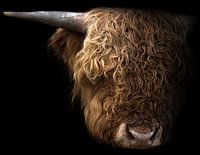 Schottischer Highlander