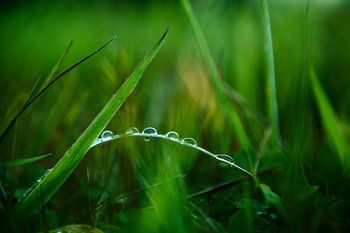 Morning Dew II