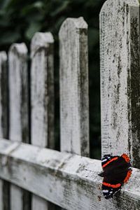 Verweerd hek met zwarte vlinder