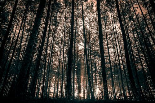 Sepia Forest