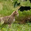 Europese wilde kat,zoogdier, katachtigen van Corrie Post