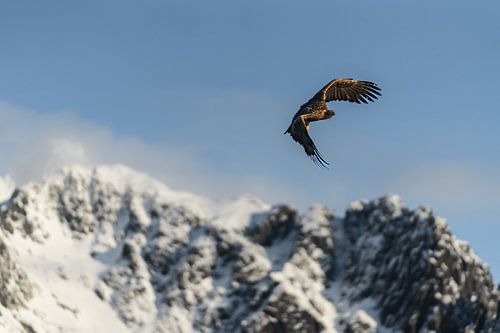 Seeadler auf den Lofoten