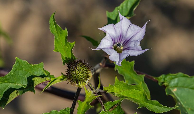 Floral photography - Thorn apple... by Bert v.d. Kraats Fotografie
