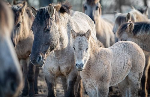 Konik veulen in de kudde in de winterzon