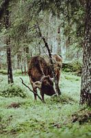 Austrian Cow