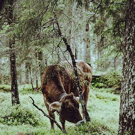 Vache autrichienne sur Eva Ruiten