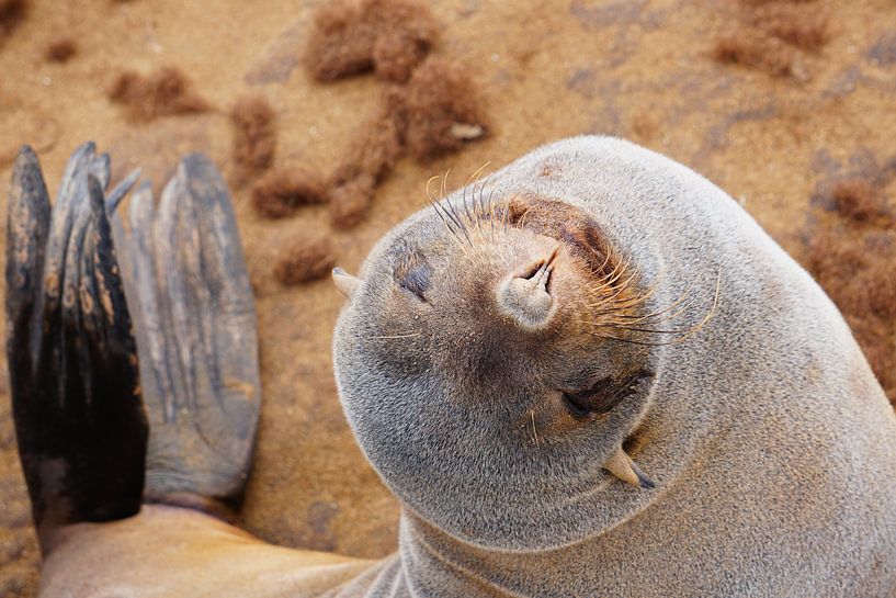 Smile! by Anne Hermans