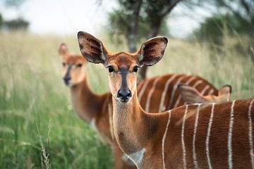 Nyala female in South Africa by Mark Wijsman