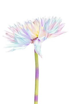 Dahlia in pastel colour lII by Klaartje Majoor