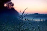 Gras in ochtend dauw