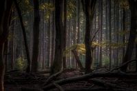 Into the heart of the forrest