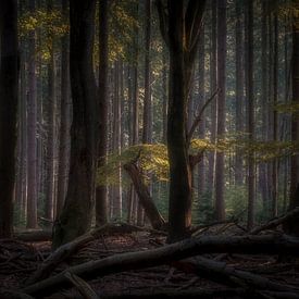 Into the heart of the forrest van Eric Hendriks