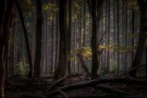 Into the heart of the forrest by Eric Hendriks