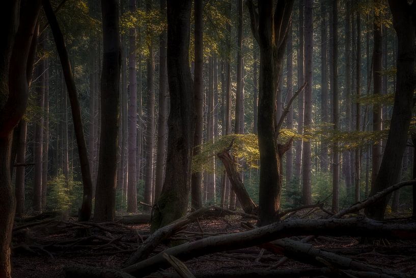 Ins Herz des Waldes von Eric Hendriks