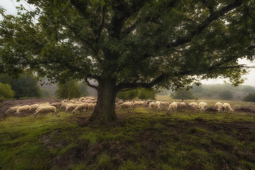 Sheep herd under tree by Moetwil en van Dijk - Fotografie