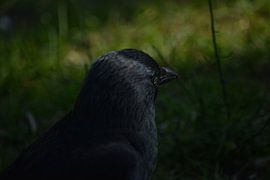 Kop van Kauw van Michael van Eijk