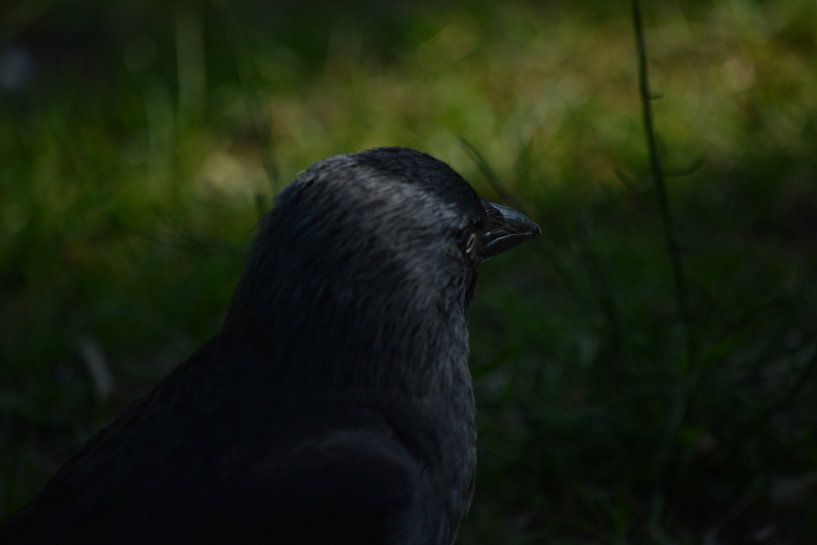 Head of Chew by Michael van Eijk