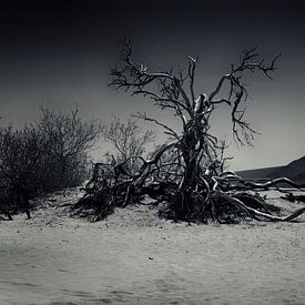 Death Valley sur Martin Jansen