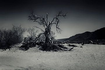 Death Valley von Martin Jansen