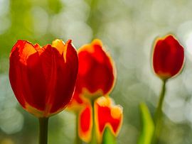Rouge, orange et vert sur Roger Trelou