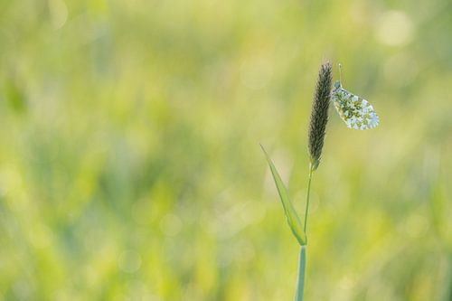 Anthocharis cardamines (oranjetipje)