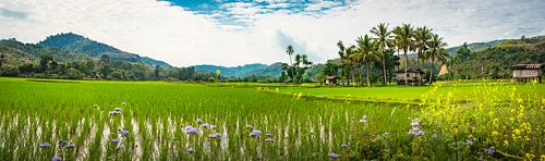 Panorama van een landschap met rijstvelden in Laos