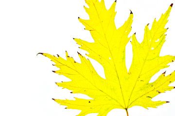 Kleurrijk herfstblad op een witte achtergrond van Carola Schellekens