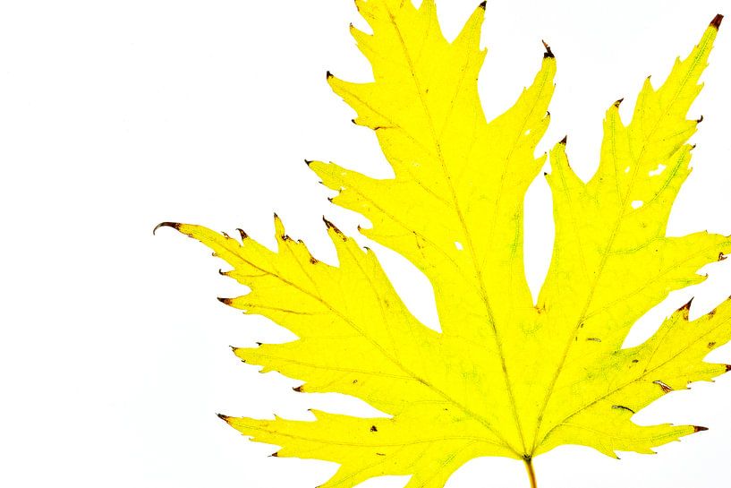 Kleurrijk herfstblad op een witte achtergrond van Carola Schellekens