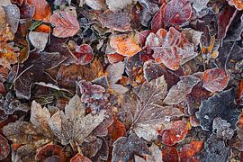 Nepenthe von Daniel Laan