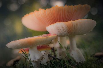 Paddenstoelen  van Freddy Hoevers