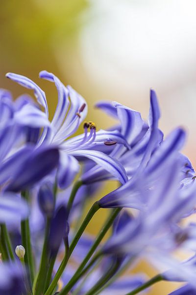African lily by Marika Rentier