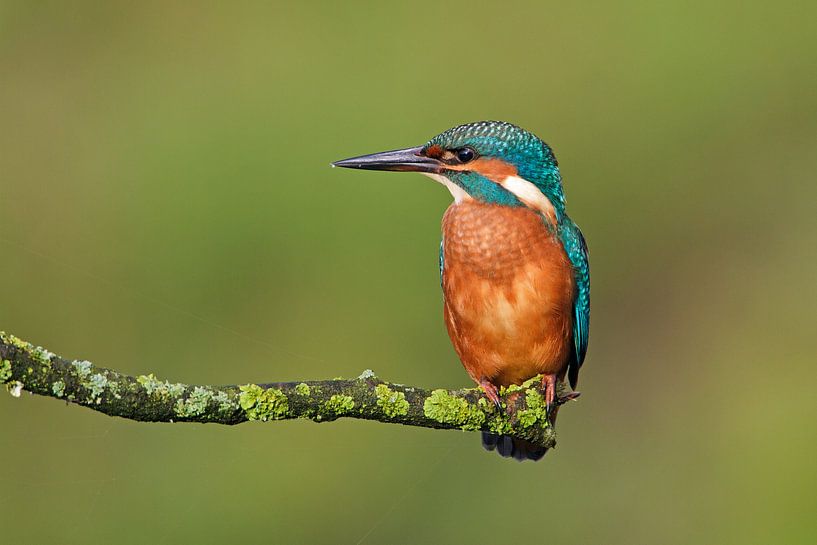 Martin-pêcheur sur une branche par Ronald Kamphuis