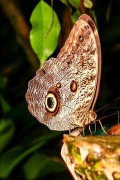 Vlinder met prachtige getekende vleugels