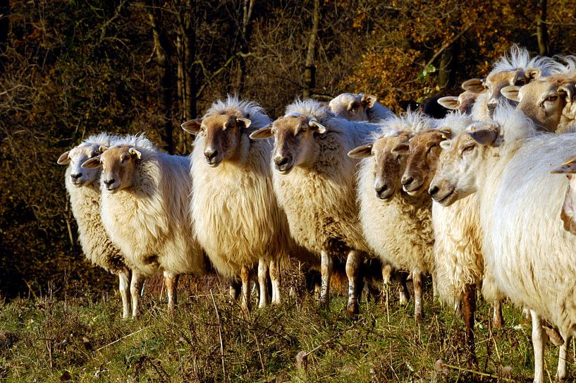 Schapen by Wim van der Ende