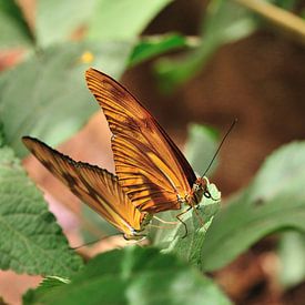 Schmetterling Pärchen von Marc Smits