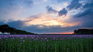 Sonnenuntergang an einem lila Mohnfeld