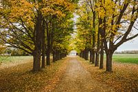 Autumn Trees