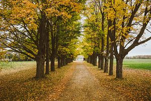 Autumn Trees von Jos de Boer