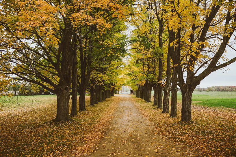 Autumn Trees by Jos de Boer