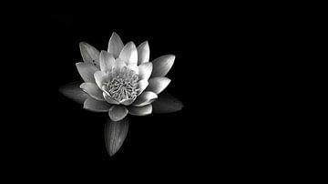 B&W Water lily by Daniel van Vliet